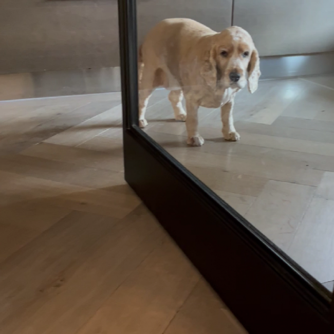 Steellook taatsdeur met patroonvloer (video)